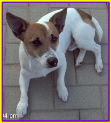Prince, Jack Russell