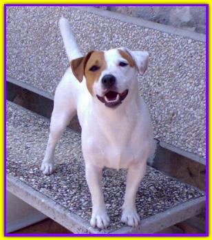 Pringol. Jack Russell