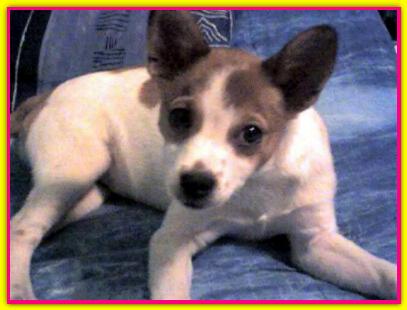Priscilla, Jack Russell