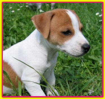 Randa, Jack Russell