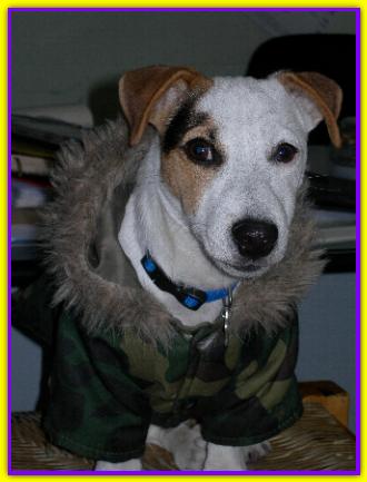 Rey, Jack Russell