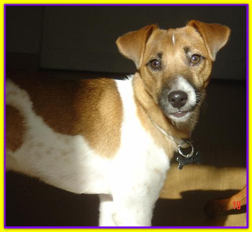 Richard, Jack Russell