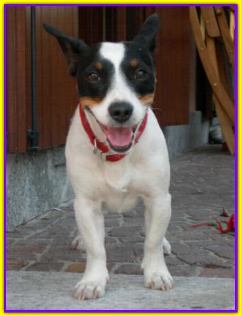 Rocco, Jack Russell Terrier