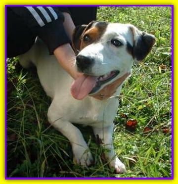 Rocco, Jack Russell