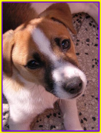 Rocco, Jack Russell