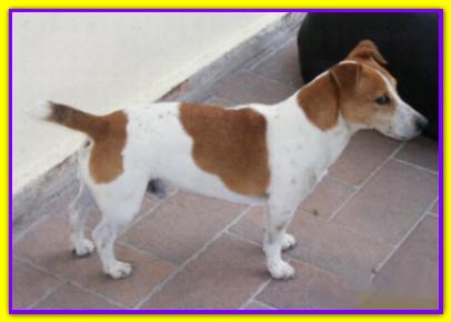 Rolly, Jack Russell