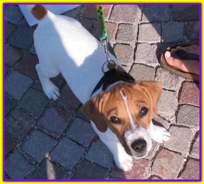 Romeo, Jack Russell