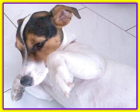 Romina, Jack Russell