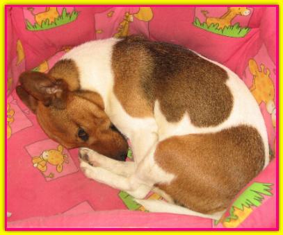 Rosita, Jack Russell