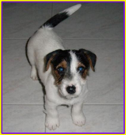 Roxicocker Ultrasonic Jack Russell