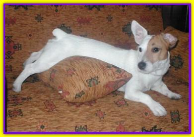Rudi, Jack Russell