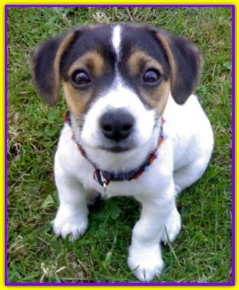 Rudy, Jack Russell