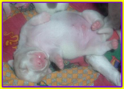 Ruspa, Jack Russell