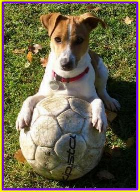 Russell Jack Russell