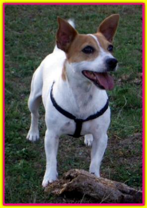 Sally, Jack Russell