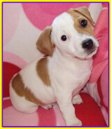 Sansone, Jack Russell