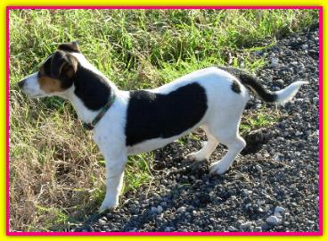 Sheila, Jack Russell