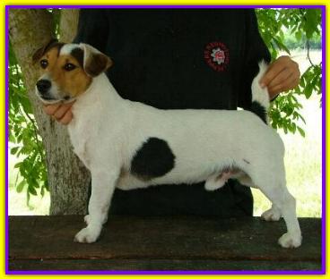 Shock, Jack Russell