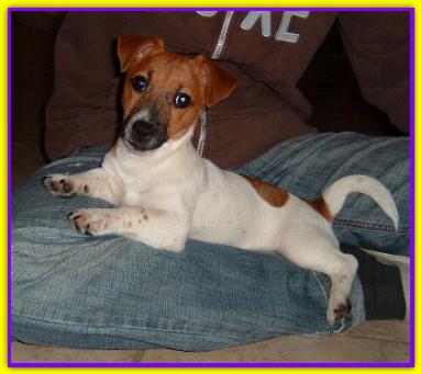 Sidney, Jack Russell
