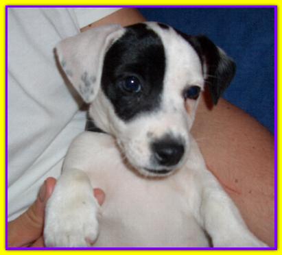 Skipper, Jack Russell