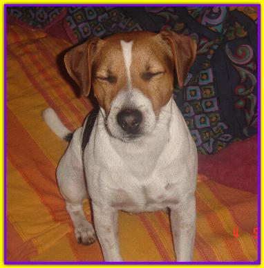Snack, Jack Russel