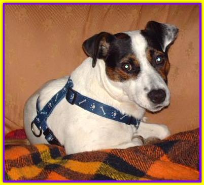 Sokrates, Jack Russell