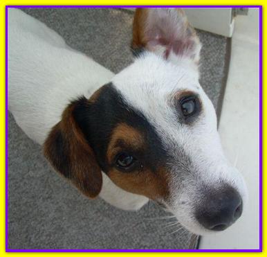 Spanky, Jack Russell