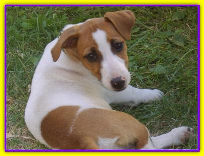 Spider, Jack Russell