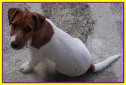 Spike, Jack Russell