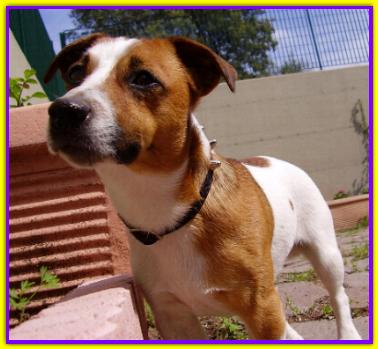 Spot, Jack Russell