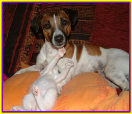 Spyder, Jack Russell