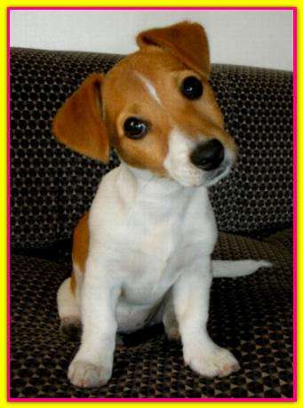Sunny, Jack Russell