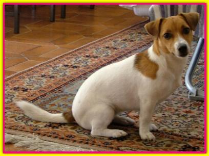Suoer Zoe, jack Russell