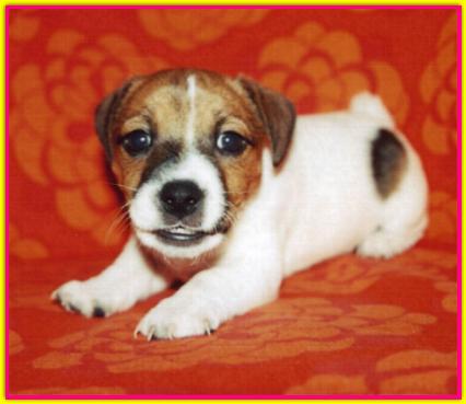 Susanna, Jack Russell