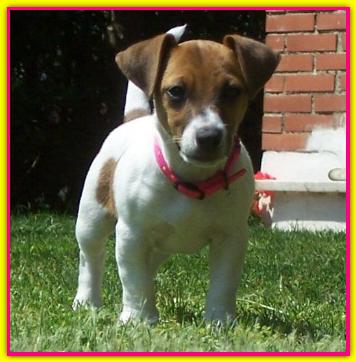 Tary, Jack Russell