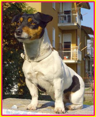 Tata, Jack Russell