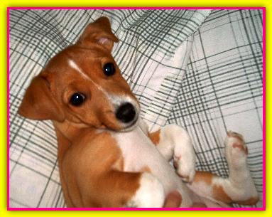 Tea, Jack Russell