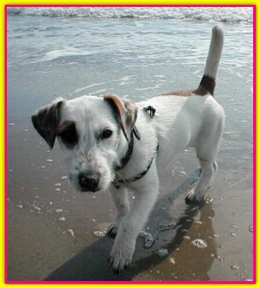 Teba, Jack Russell