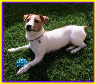 Teo, Jack Russell