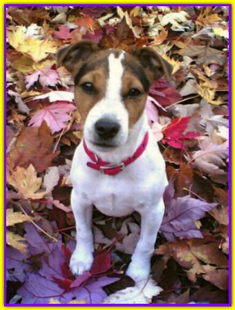 Teodoro, Jack Russell