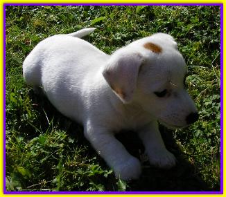 Teodoro, Jack Russell
