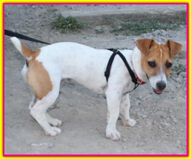 Tequila, Jack Russell