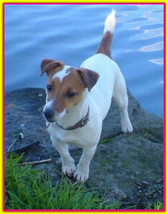 Tequila, Jack Russell Terrier