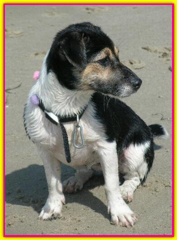 Terry, Jack Rusell Terrier