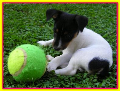 Thelma, Jack Russell