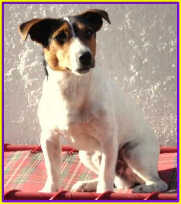 Till, Jack Russell