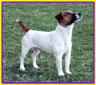 Tiroan, Jack Russell