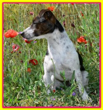 Titti, Jack Russell