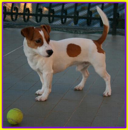Tobia, Jack Russell
