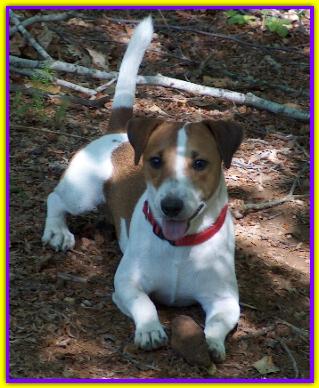 Tobias Tabarrino, Jack Russell